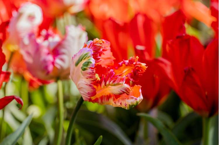 Tulpan 'Apricot Parrot'